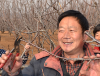 人勤春来早 果园管理忙