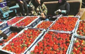 网传&ldquo;个大&rdquo;草莓打激素 专家认为不靠谱