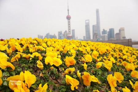 小区66天自筹百万资金用上新电梯