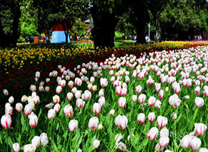 今年北京赏花面积达2218万平方米