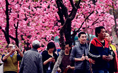 圆通樱潮迷人眼