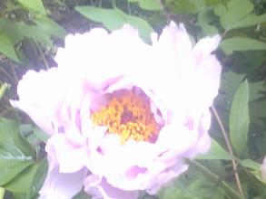 北京推出192个踏青赏花点