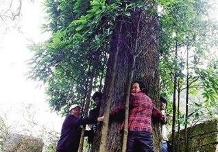 三峡库区发现800岁金丝楠木 4人不能环抱