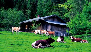 农贸市场监测显示2月猪粮比价为8.79∶1