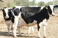 黑龙江出台奶牛高产攻关实施方案