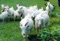 湖北恩施市重塑&ldquo;崔坝山羊&rdquo;畜牧品牌