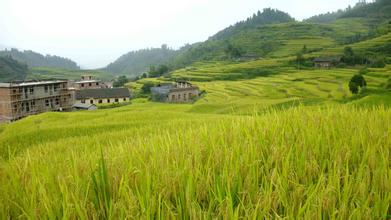 蔬菜要高产，良种是关键