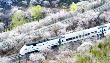 为拍照  发烧友逼停穿越花海的列车