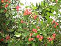 乡下种桃沐春风