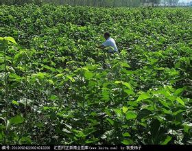 阳春三月话增收，开源桑田活水来