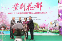 万人游柳 &ldquo;紫荆花都&rdquo;