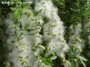 北京20万棵雌株杨柳打针防飞絮