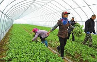嘉鱼绿色蔬菜种植扩大 拥有无公害产品172个