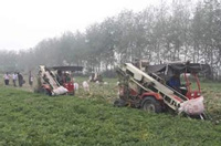 天门县花生地里机收忙