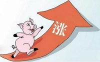 农业部：今年猪价维持高位应该是常态