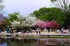 北京公园春花游园高峰持续 周末迎客近百万
