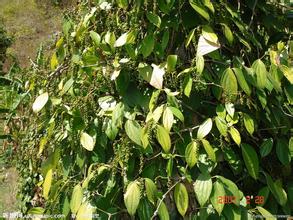 一颗胡椒的产业振兴之路