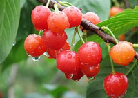 江苏如东 春季水果上市