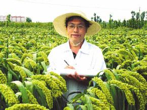 丘陵山区推广杂交谷