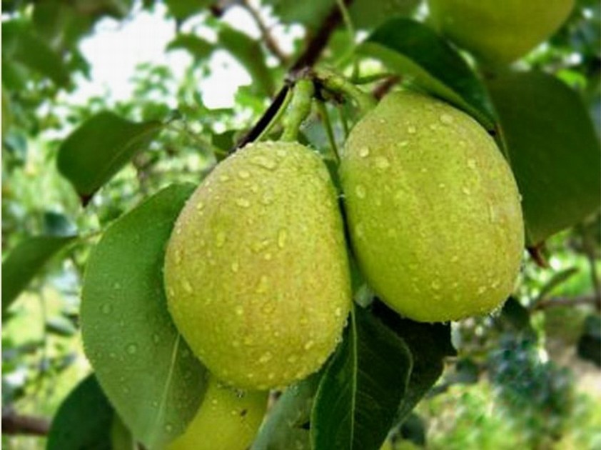 库尔勒又闻梨花飘香