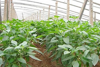 强风袭击蔬菜基地 2000亩辣椒大棚遭灭顶之灾