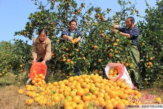 岑溪 特色种养托起&ldquo;财富梦&rdquo;