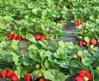 北京：昌平大棚有蜜蜂草莓放心吃