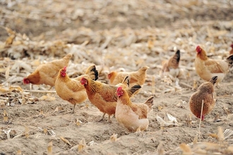 &ldquo;朋友圈&rdquo;助滞销土鸡&ldquo;飞&rdquo;出大山