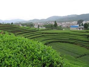 供给侧改革中的安溪剪影