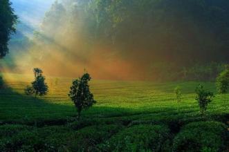 湄潭别具匠心做好中国茶