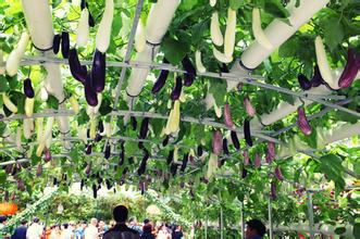 智慧农业入环保日记