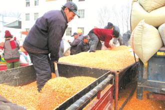 今年粮食收购须避免卖粮难