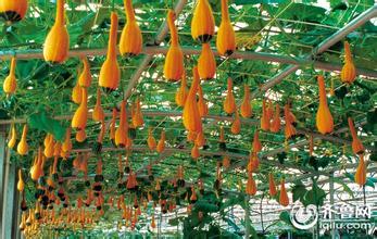 菜博会 农业新技术的&ldquo;梦工厂&rdquo;