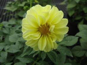 50种野花加入世园花卉家族