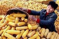 我国粮食供求将长期处于紧平衡