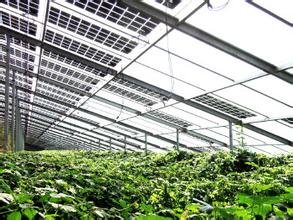 寿光蔬菜大棚 好生态才能种出好蔬菜