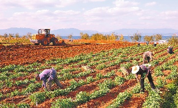 阜新试行农村土地承包经营权抵押贷款