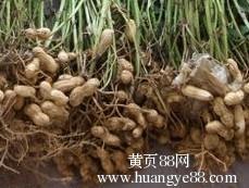 方城县博望镇 间作套种地生金