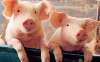 猪肉价格或将推升4月CPI