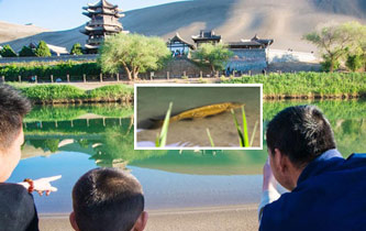 敦煌月牙泉再现罕见&ldquo;铁背鱼&rdquo;引围观