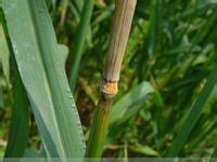 江苏打响小麦赤霉病防治攻坚战