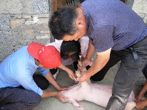 退而不休的&ldquo;畜牧120&rdquo;