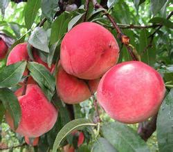 温室水蜜桃&ldquo;抢鲜&rdquo;上市