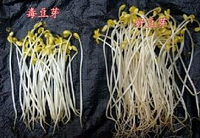 添加AB剂增产量 毒豆芽现已进入当地校园