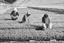 农业综合服务+农资 效益更高