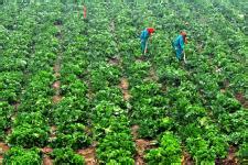 植保是农业综合服务的好入口