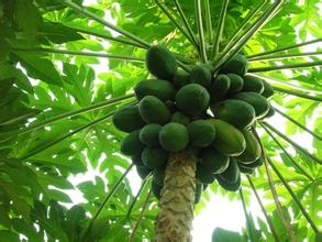 立夏 须防番木瓜患白粉病