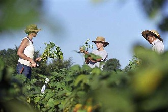 建设CSA农场 实现&ldquo;永续农业梦&rdquo;