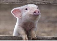 生猪量价齐升业绩涨 牧原股份中期净利预增20倍