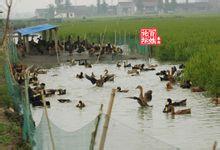镇江专项补贴稻鸭共作